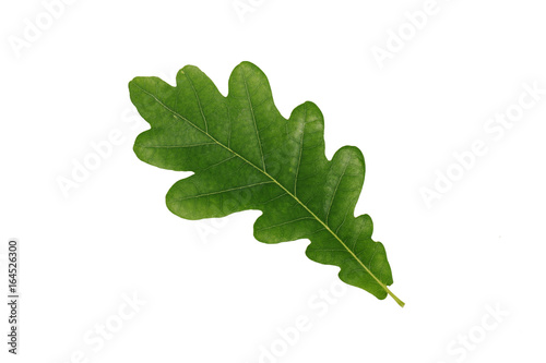 Green oak leaf isolated on white background