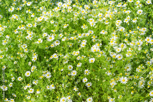 Background of the meadow with chamomiles