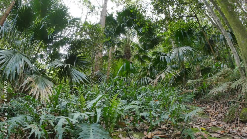 Natural environment lush Rainforest Australian Landscape Natural environment lush Rainforest Australian Landscape
