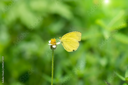 Butterfly perched on flower grass. © noppharat