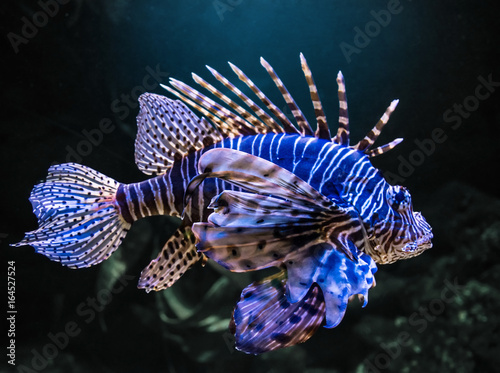 Schilderij op canvas Devil firefish