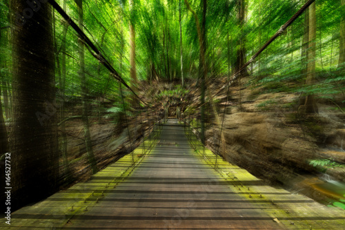 Motion image on the Suspension bridge in the forest.