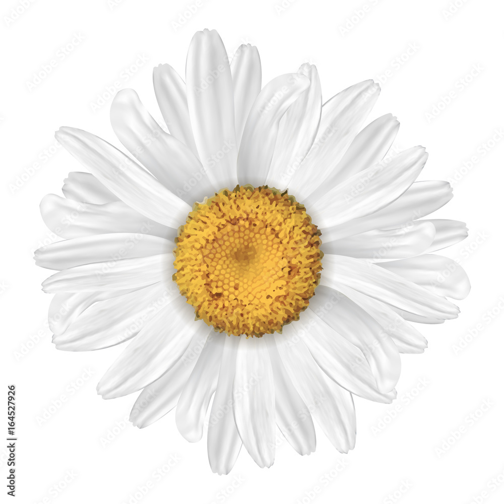 A realistic daisy. Flower. Plant. Close. Isolated on white background.