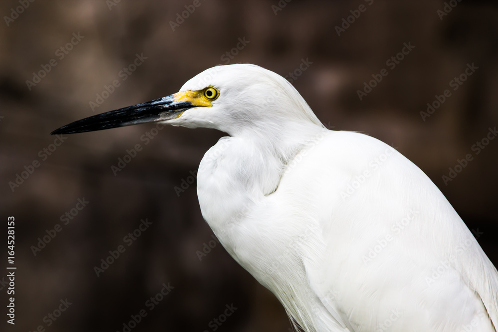 White Egret