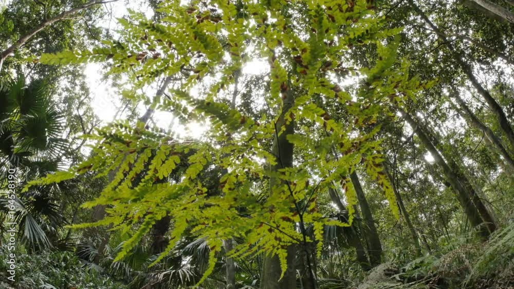 Tree canopy of wild natural rainforest environment Tree canopy of wild natural rainforest environment