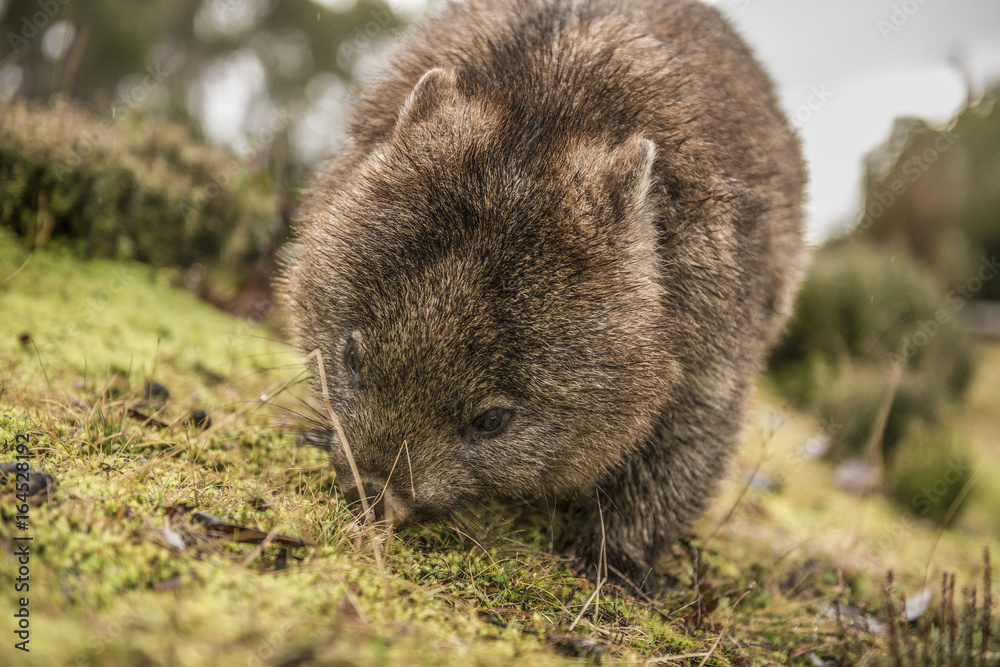 Adorable large wombat during the day looking for grass to eat Adorable large wombat during the day looking for grass to eat