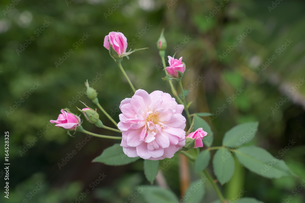The pink fairy rose flower.