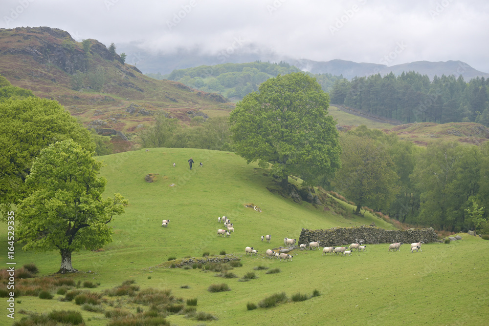 Shepherd herding sheep on Coniston Fells, English Lake District