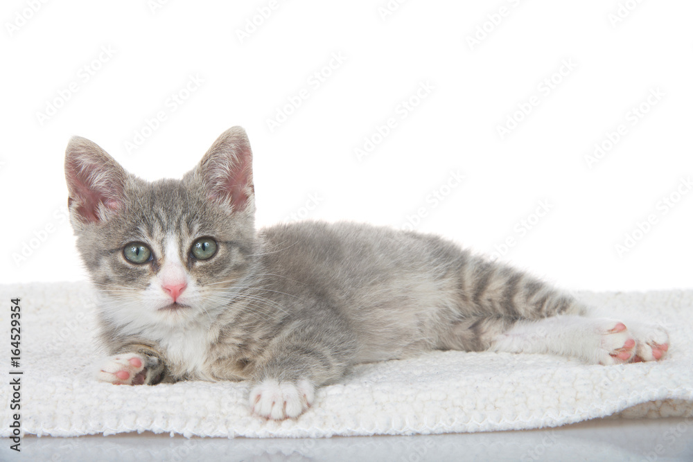 Gray and white kitten laying on sheepskin blanket looking at viewer. White background, reflective surface in foreground.