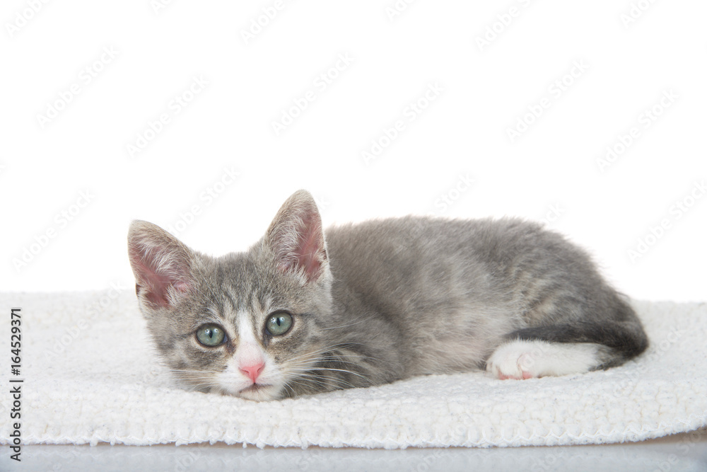 Gray and white kitten laying on sheepskin blanket, head on paws looking directly at viewer. White background
