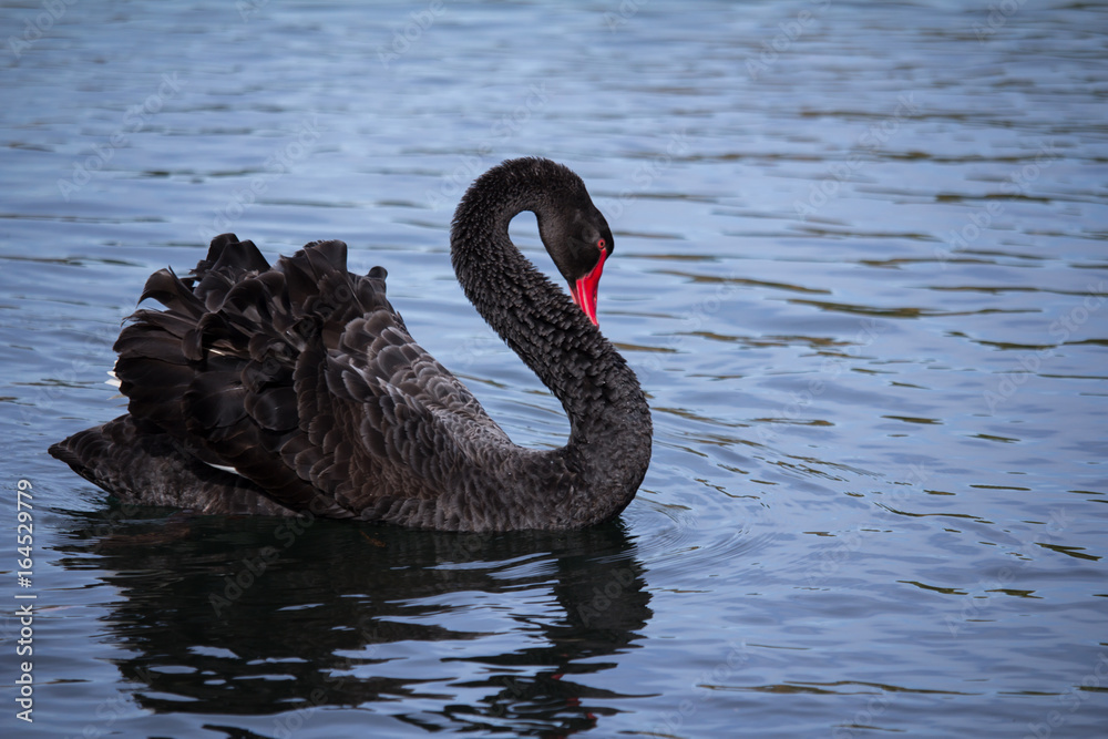 Obraz premium Black Swan Preening while sitting on Lake in Auckland New Zealand
