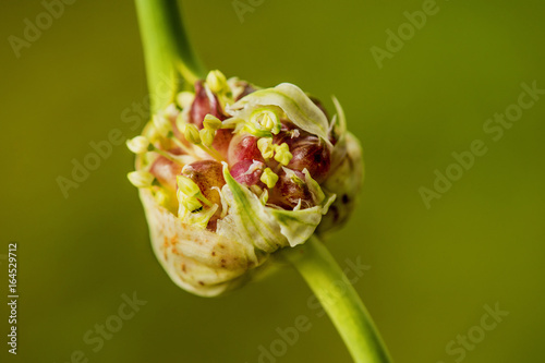 Koblauch mit Brutzwiebeln photo