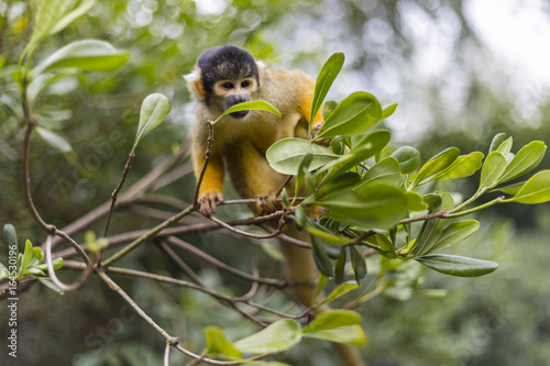Ginger squirrel monkey with black head