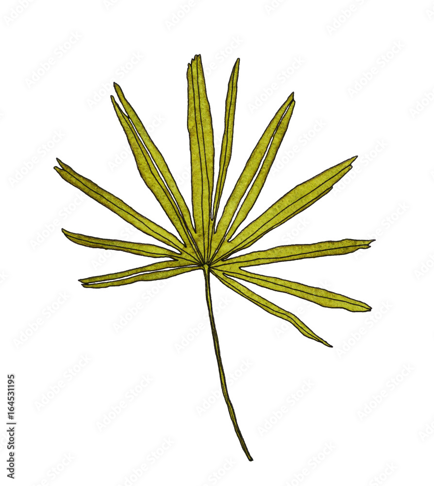 Fototapeta premium Watercolor palm leaves