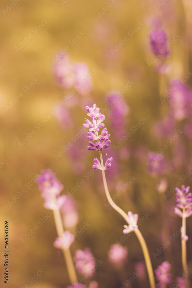 Lavender Flowers./Lavender Flowers 