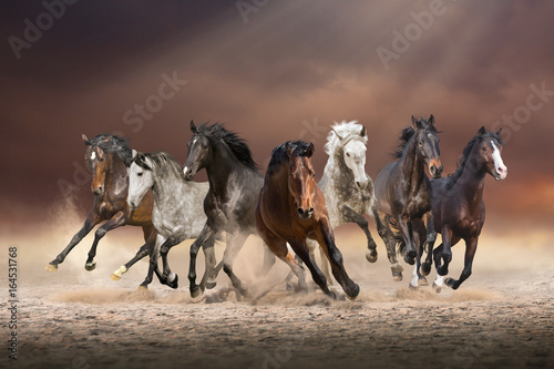 Canvas Print Herd of horses run forward on the sand in the dust on evening sky background