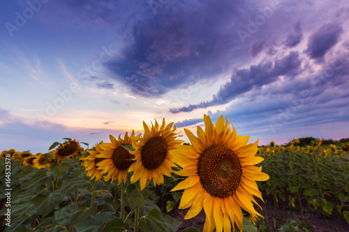 Sunflower fields profiled on warm sunset colors  in rural field in Europe