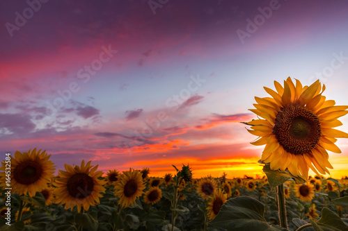 Fototapeta Naklejka Na Ścianę i Meble -  Sunflower fields profiled on warm sunset colors, in rural field in Europe