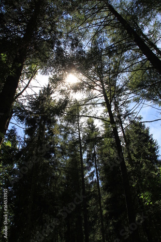 forêt de résineux, Auvergne