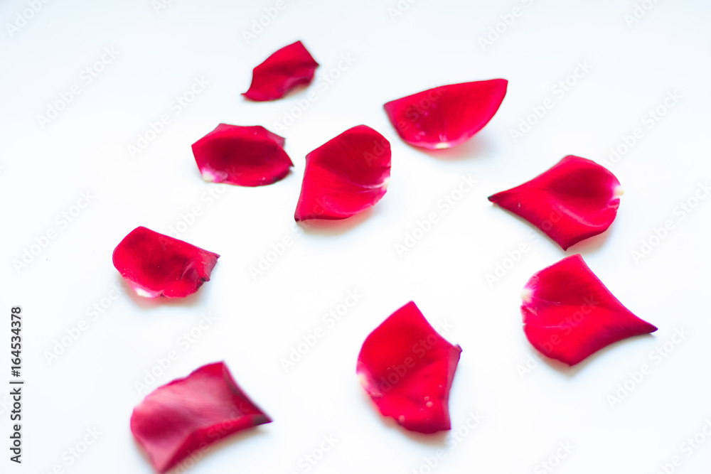 Fototapeta premium Red rose petals on white background