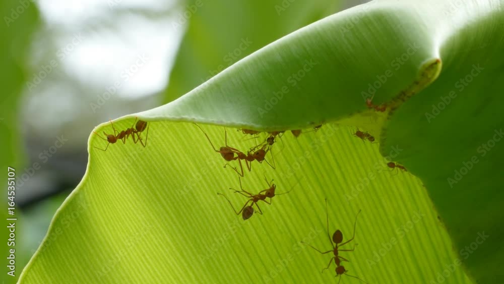 Red ants work as a team to build their nest