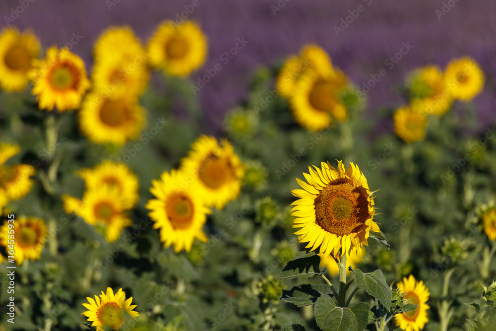 Obraz premium sunflowers fields