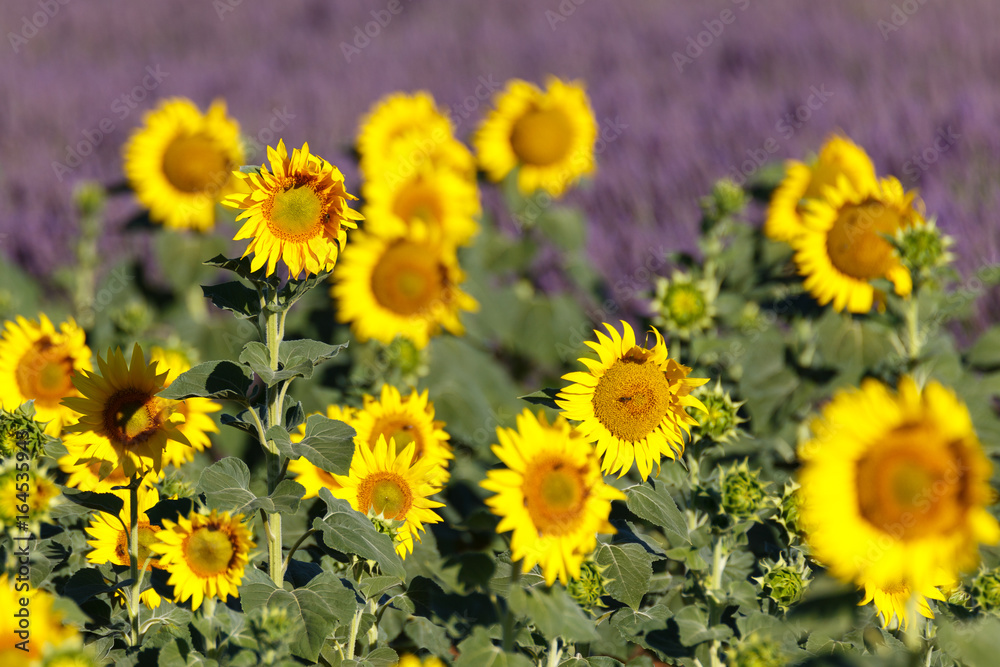 sunflowers fields