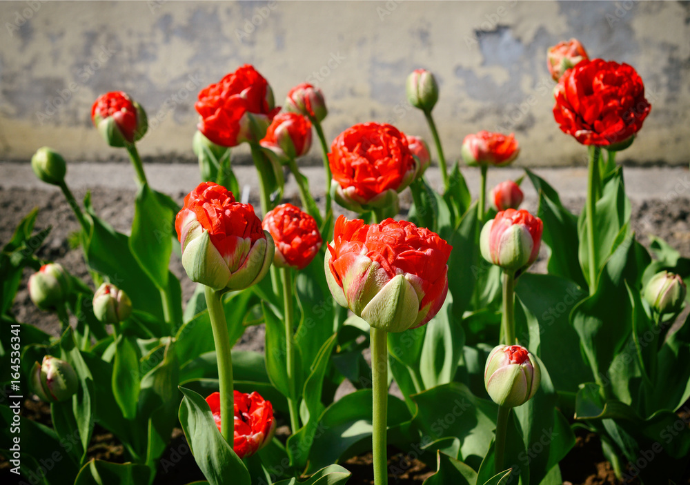 Fototapeta premium Ярко-красные махровые тюльпаны на клумбе.