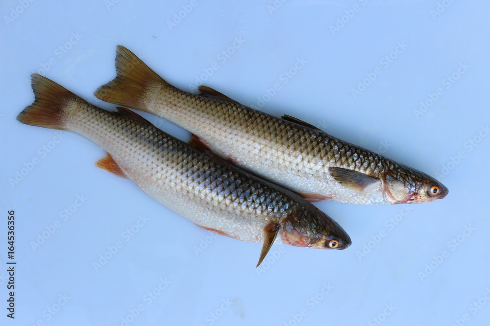 Fresh fish on the table Fresh fish on the table
