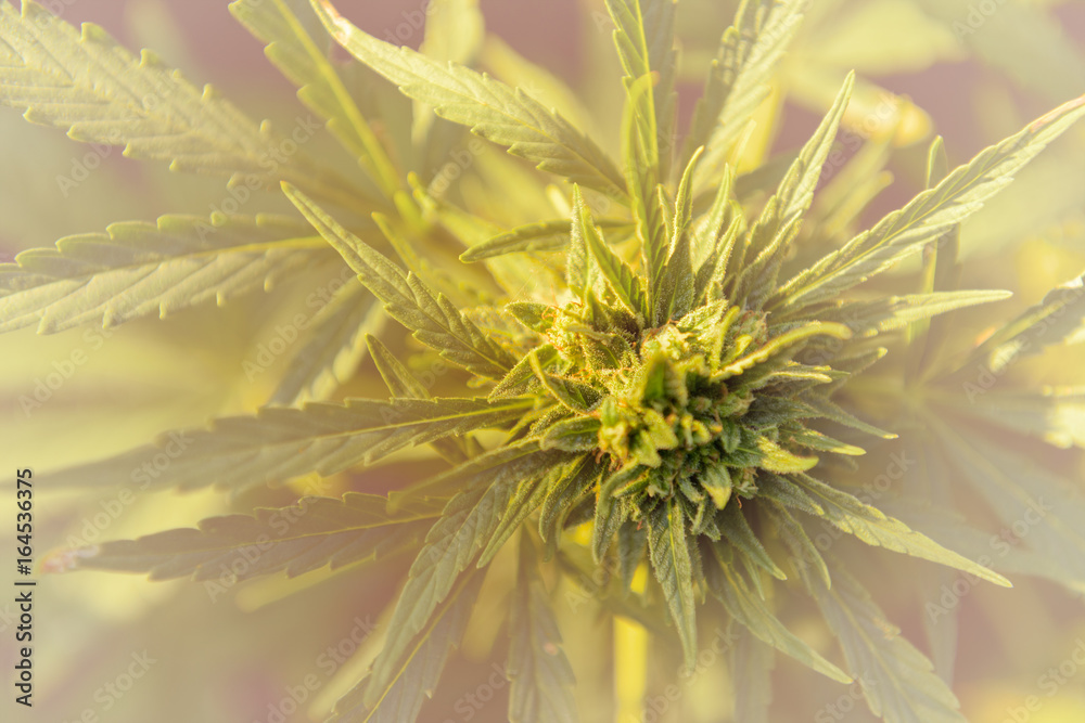 Marijuana plant with flower, cannabis bud in golden summer light Marijuana plant with flower, cannabis bud in golden summer light