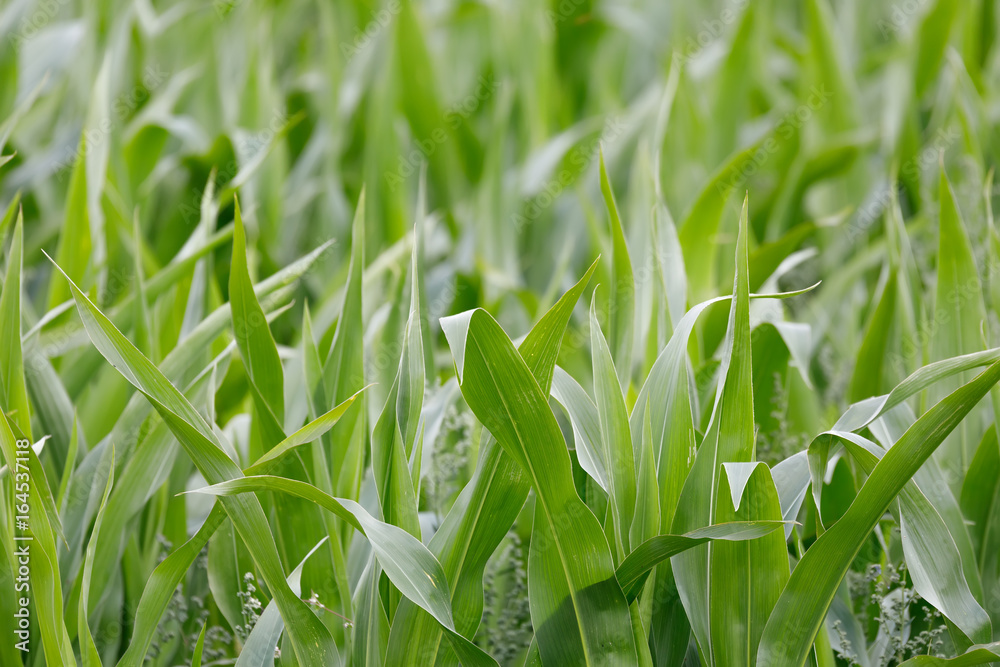 young green corn field with shallow focus young green corn field with shallow focus