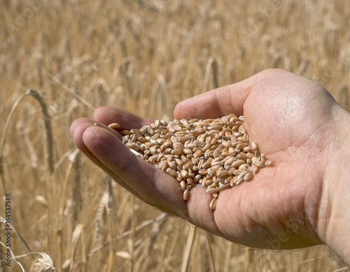  Grain grains in the hand.Harvest concept © PerseoMedia