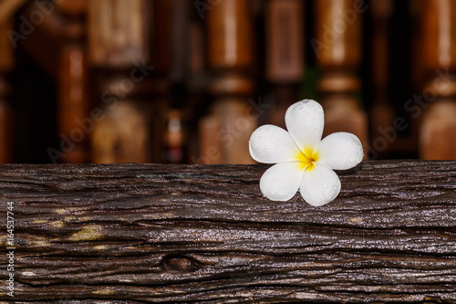 plumeria flower on wooden