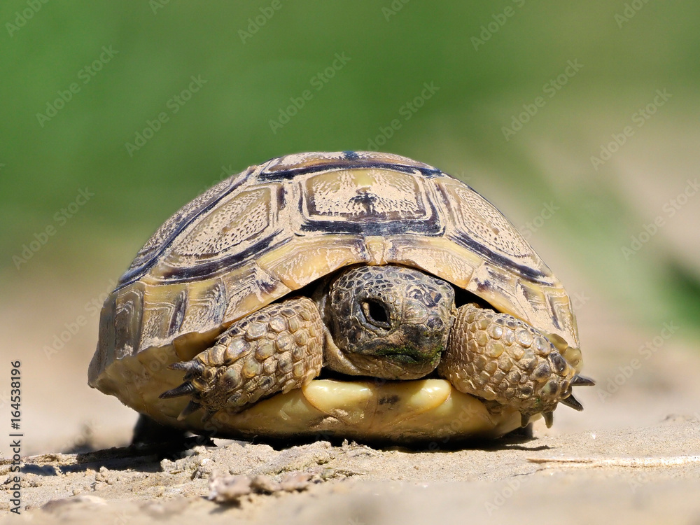 Spur thighed turtle (Testudo graeca) in natural habitat Spur thighed turtle (Testudo graeca) in natural habitat