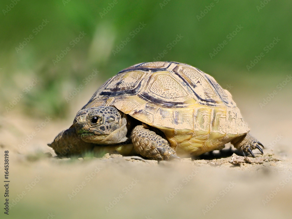 Obraz premium Spur thighed turtle (Testudo graeca) in natural habitat