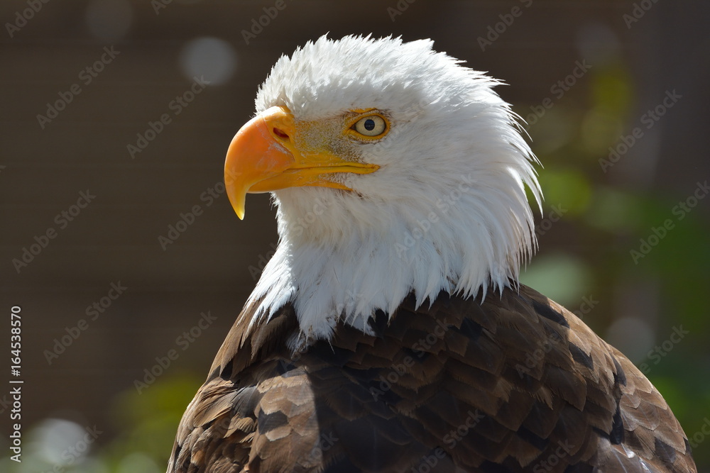 Obraz premium The Bald Eagle (Haliaeetus leucocephalus) portrait
