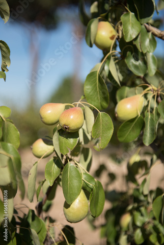 Yellow ripe pear fruits on tree branch