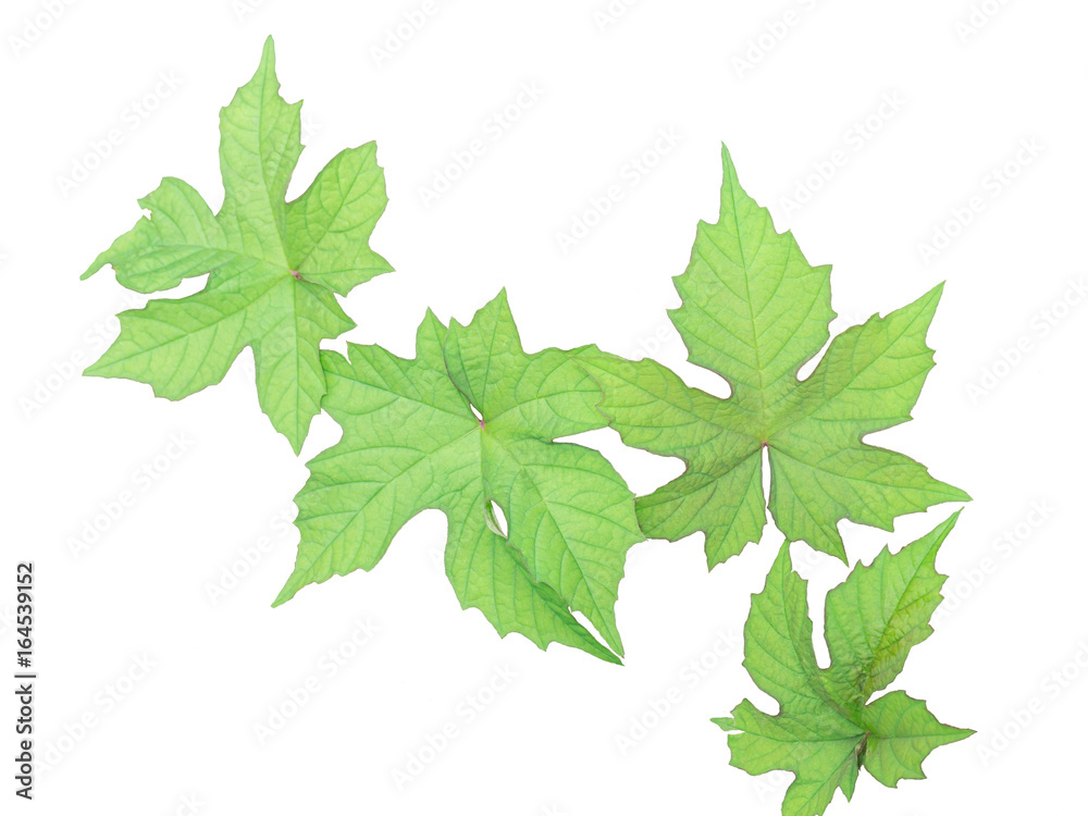 isolated green leaf isolated green leaf