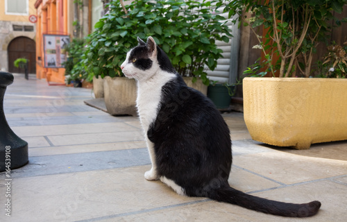 Funny black and white cat sit on narrow street in Sisteron city, Alpes de Haute Provence, France