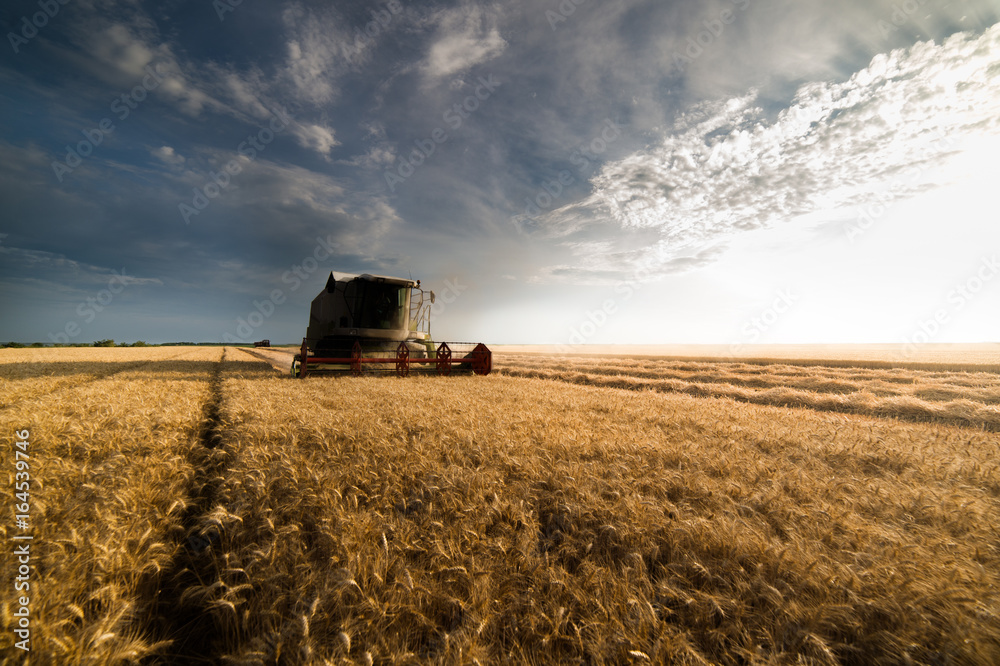 Fototapeta premium Harvesting of wheat fields in summer