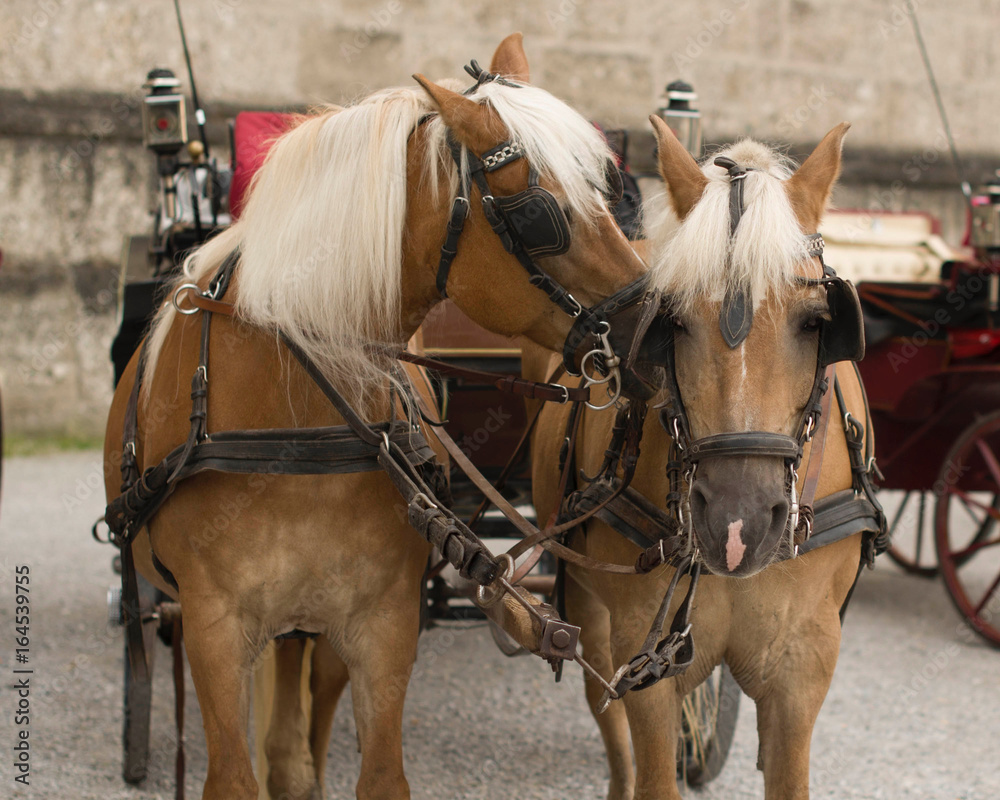 tan horses in harness Vienna