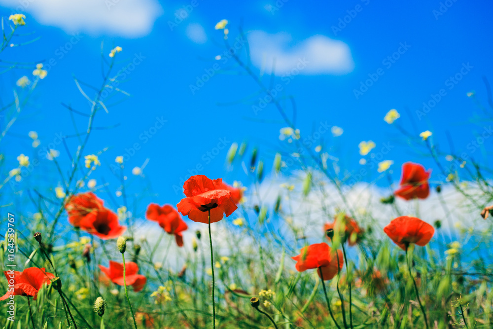 custom made wallpaper toronto digitalRed poppies in the summer field