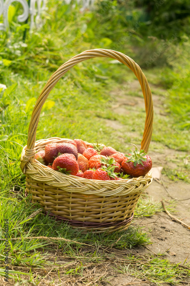 Strawberry in Basket on Grass