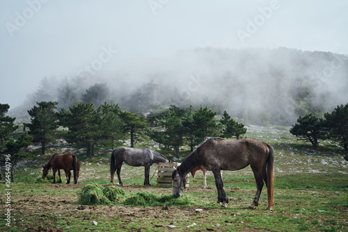 Animals, horses graze in a meadow in the mountains, nature