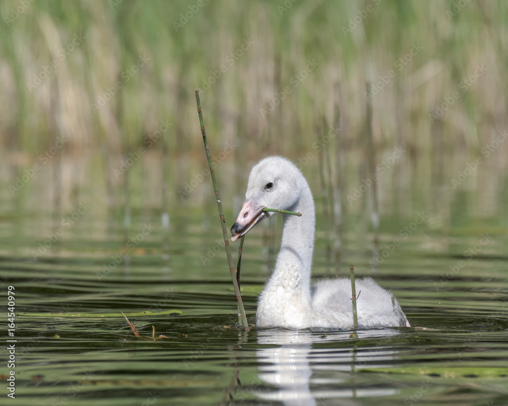 Young Whooper Swan (Cygnus Cygnus) eats Water horsetail