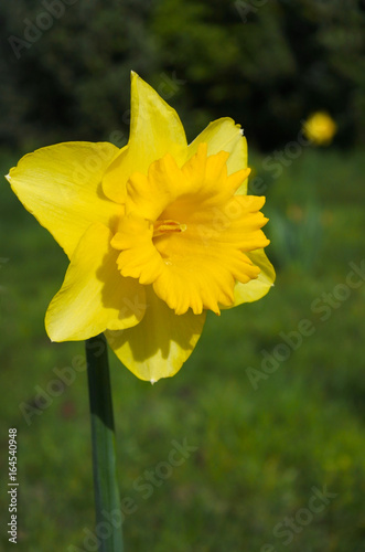 Fototapeta Naklejka Na Ścianę i Meble -  Yellow daffodil flower