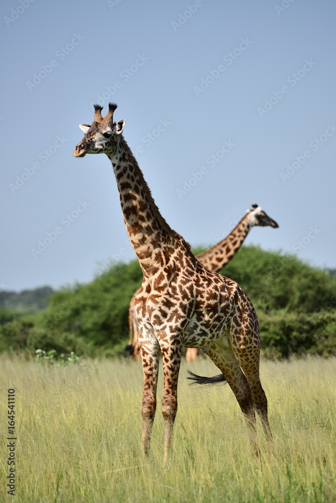 Obraz premium giraffe in natural habitat in African natural park