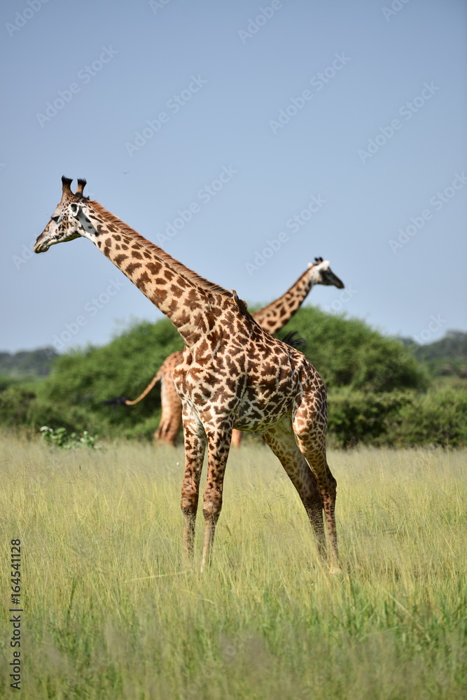 Obraz premium giraffe in natural habitat in African natural park