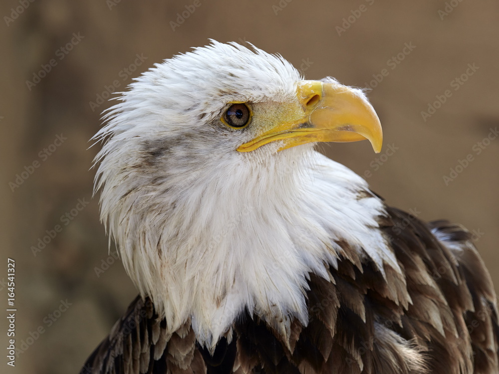 Fototapeta premium The Bald Eagle (Haliaeetus leucocephalus) portrait