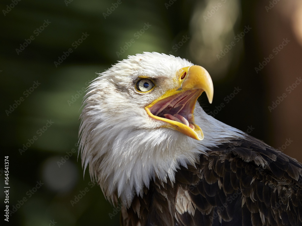 The Bald Eagle (Haliaeetus leucocephalus) portrait